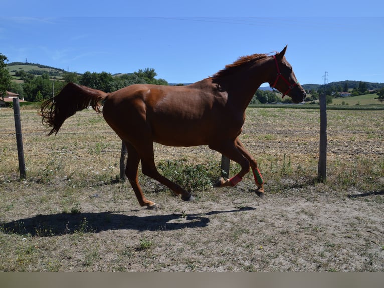 Halvaraber Valack 5 år 164 cm fux in Saint-Paul-en-Jarez