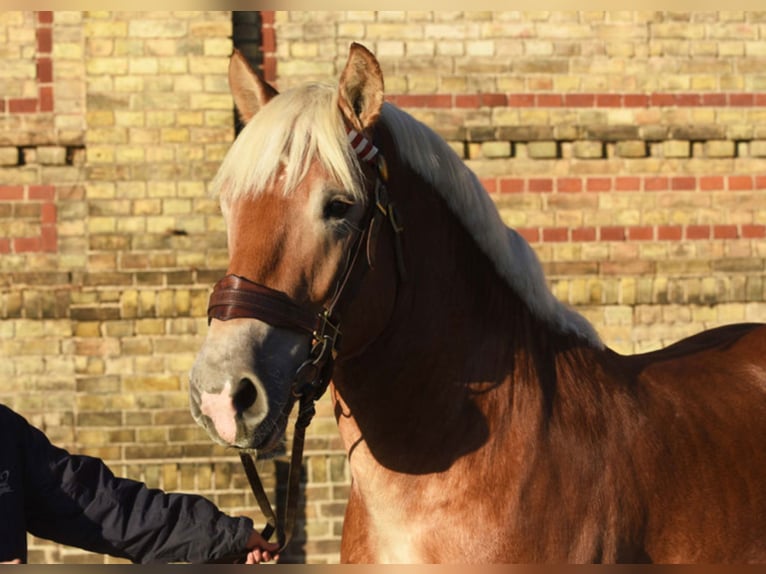 HANKE Reńsko-niemiecki koń zimnokrwisty Ogier Kasztanowata in Warendorf