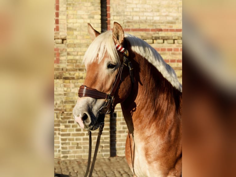 HANKE Rheinisch-Deutsches Kaltblut Hengst in Warendorf