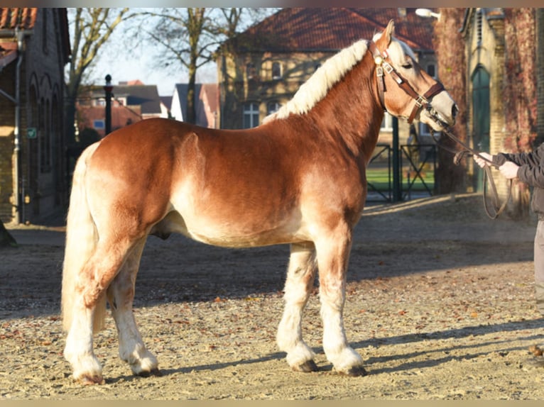 HANKE Rhenisch-German Heavy Draft Stallion Chestnut-Red in Warendorf