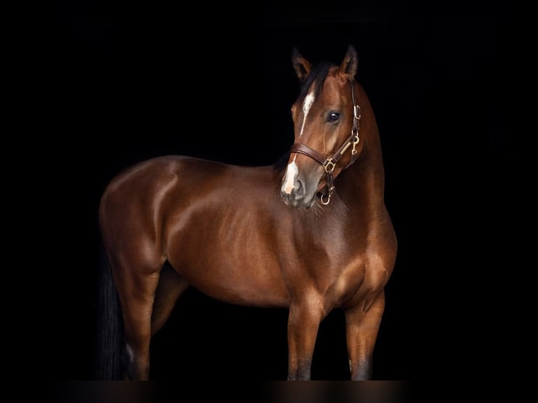 Hannover Castrone 10 Anni 161 cm Baio in Bremerhaven