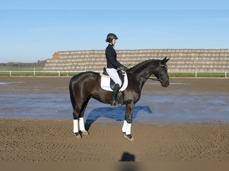 Hannover Castrone 10 Anni 162 cm Morello in Ganschow
