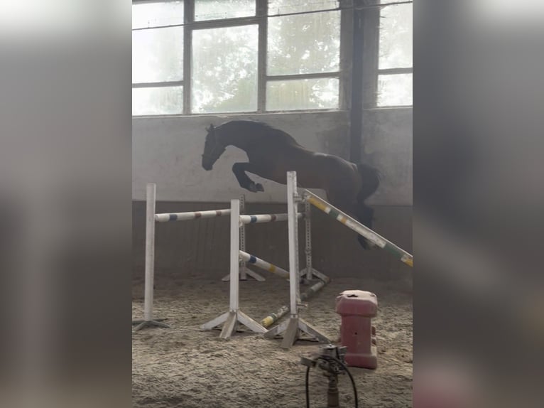 Hannover Castrone 10 Anni 163 cm Baio in Jühnsdorf