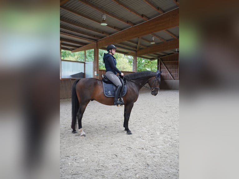 Hannover Castrone 10 Anni 163 cm Baio nero in Köln