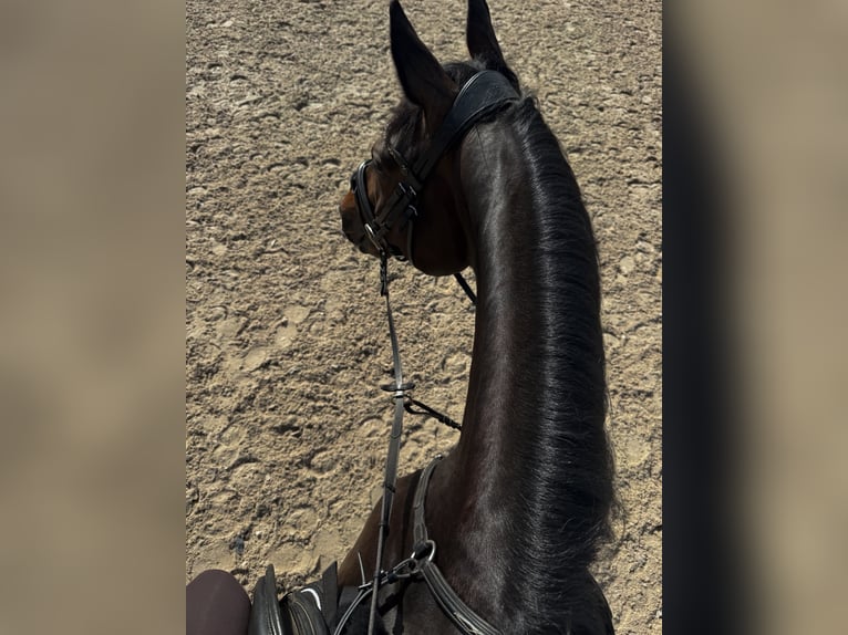 Hannover Castrone 10 Anni 163 cm Baio nero in Köln