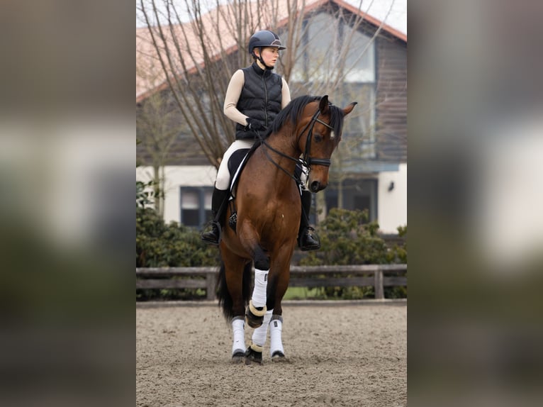 Hannover Castrone 10 Anni 165 cm Baio ciliegia in Schijndel