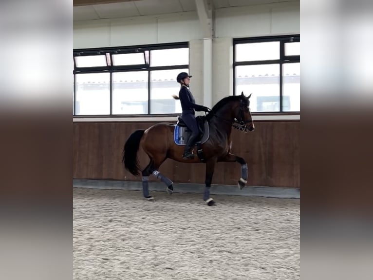 Hannover Castrone 10 Anni 165 cm Baio ciliegia in Schijndel