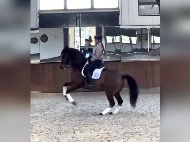 Hannover Castrone 10 Anni 165 cm Baio ciliegia in Schijndel