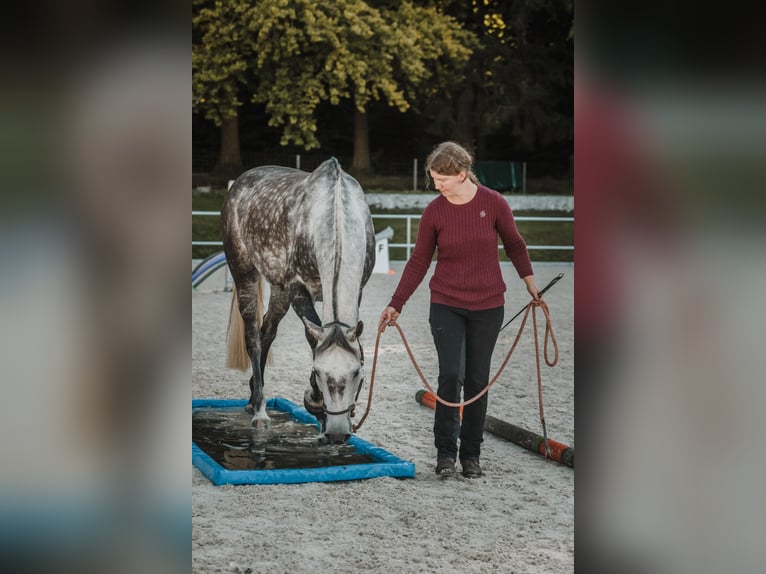 Hannover Castrone 10 Anni 165 cm Grigio in Gontenschwil