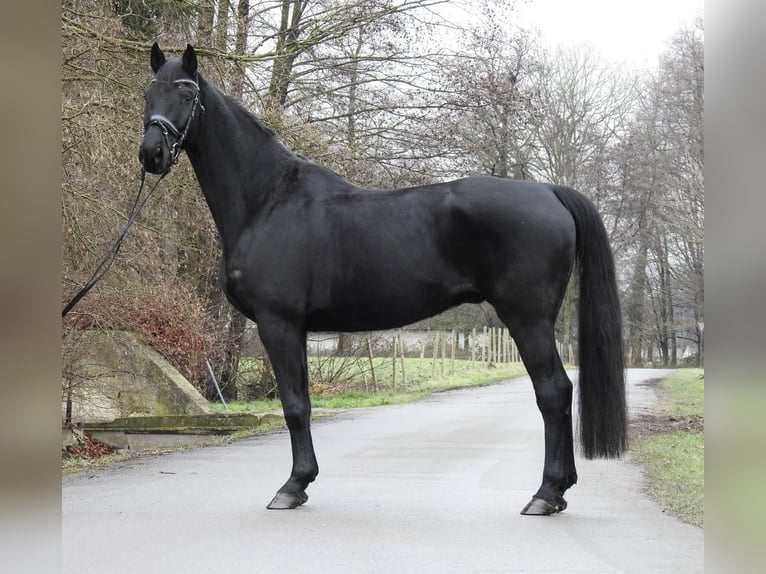 Hannover Castrone 10 Anni 165 cm Morello in Verl