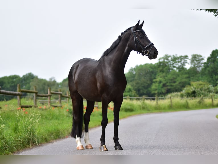 Hannover Castrone 10 Anni 165 cm Morello in Mülheim an der Ruhr