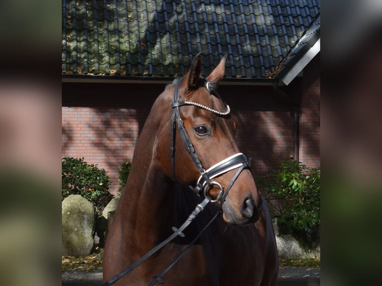 Hannover Castrone 10 Anni 167 cm Baio in Fredenbeck