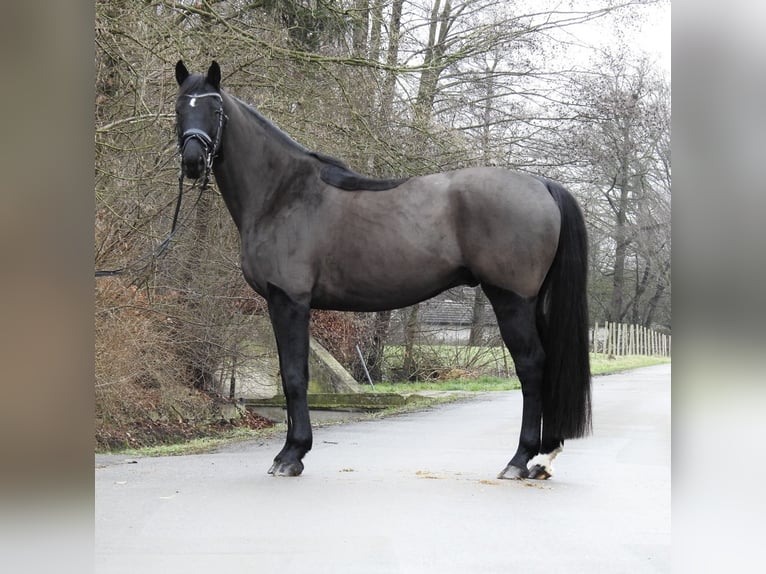 Hannover Castrone 10 Anni 167 cm Morello in Verl