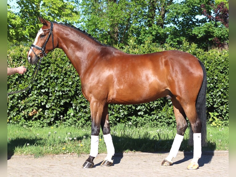 Hannover Castrone 10 Anni 168 cm Baio in Selsingen