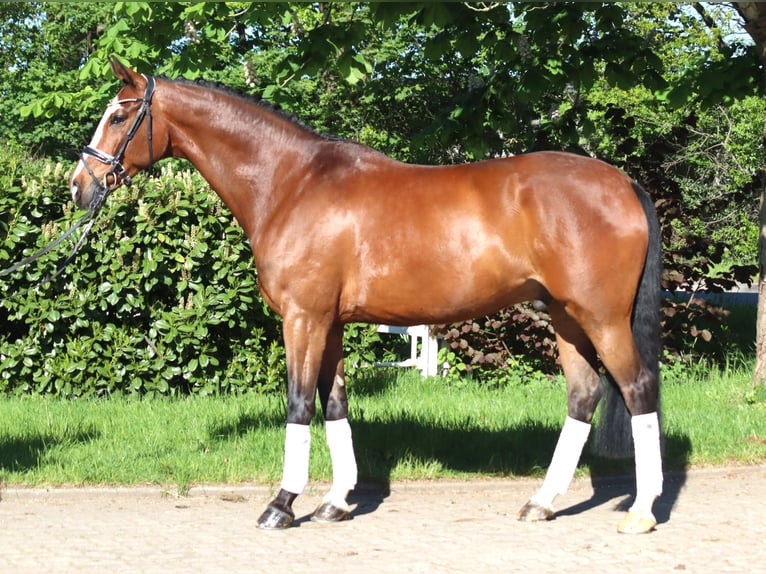 Hannover Castrone 10 Anni 168 cm Baio in Selsingen