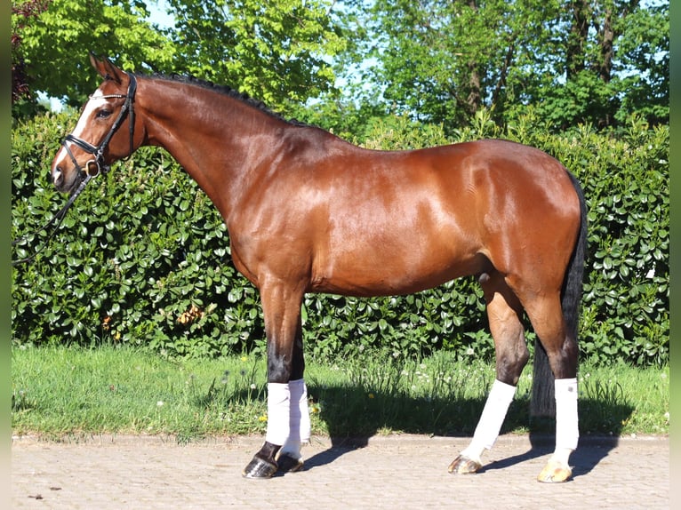 Hannover Castrone 10 Anni 168 cm Baio in Selsingen