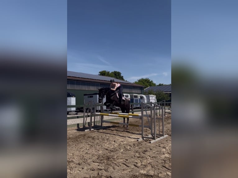 Hannover Mix Castrone 10 Anni 168 cm Baio nero in Rendsburg