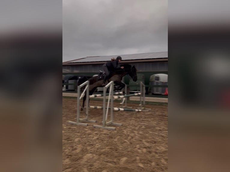 Hannover Mix Castrone 10 Anni 168 cm Baio nero in Rendsburg