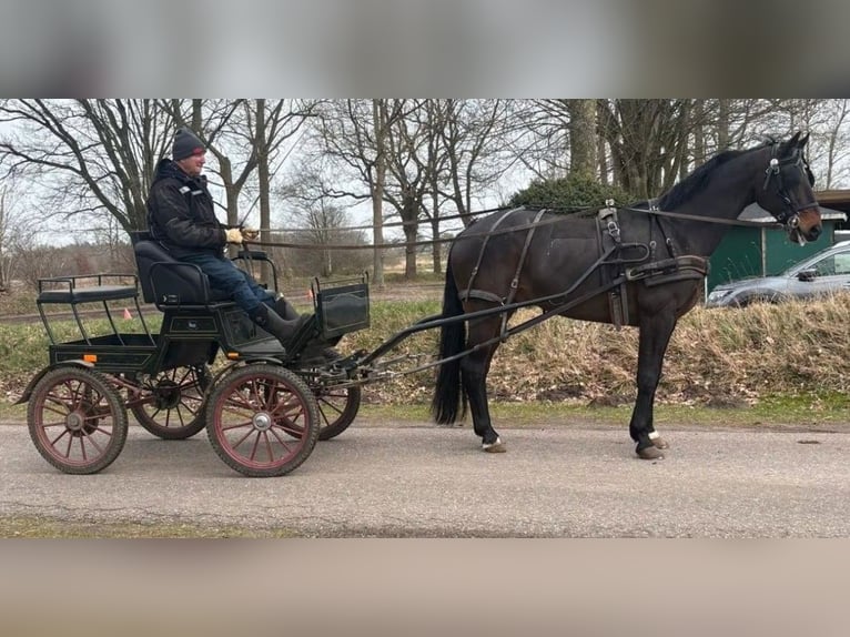 Hannover Castrone 10 Anni 168 cm Baio scuro in Süderlügum