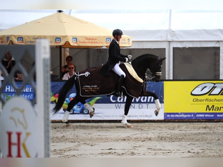 Hannover Castrone 10 Anni 168 cm Baio scuro in Ganschow