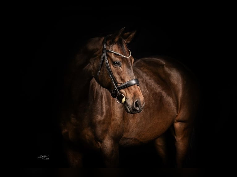 Hannover Castrone 10 Anni 168 cm Baio scuro in Reilingen