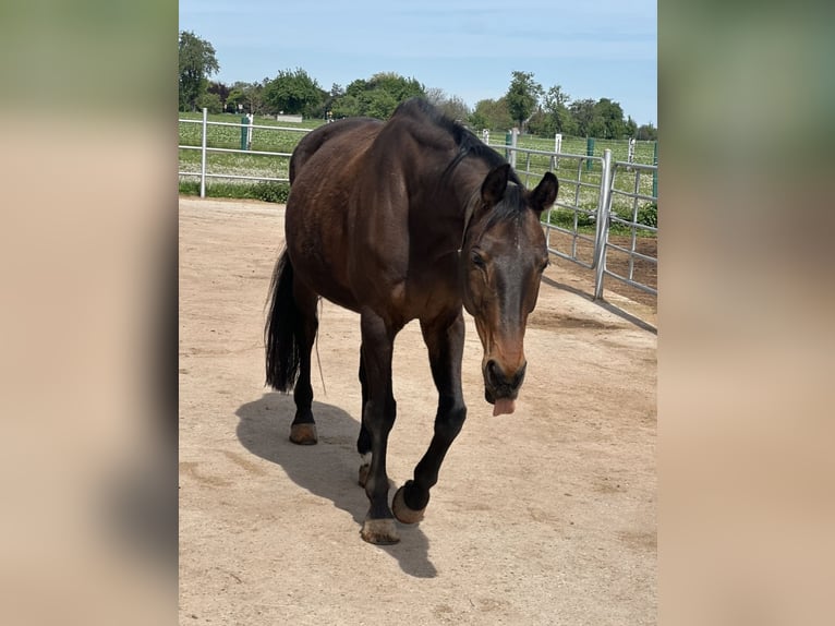 Hannover Castrone 10 Anni 168 cm Baio scuro in Reilingen