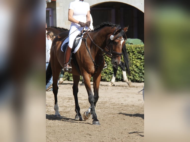 Hannover Castrone 10 Anni 170 cm Baio in Wangels