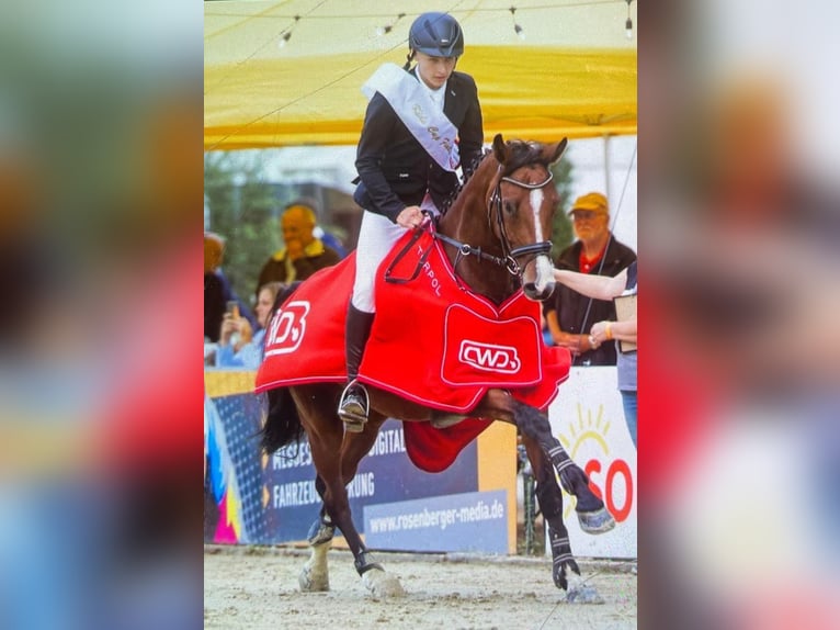 Hannover Castrone 10 Anni 170 cm Baio in Weener