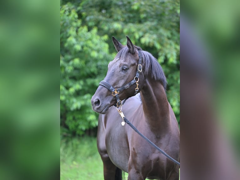 Hannover Castrone 10 Anni 170 cm Baio nero in Friesoythe
