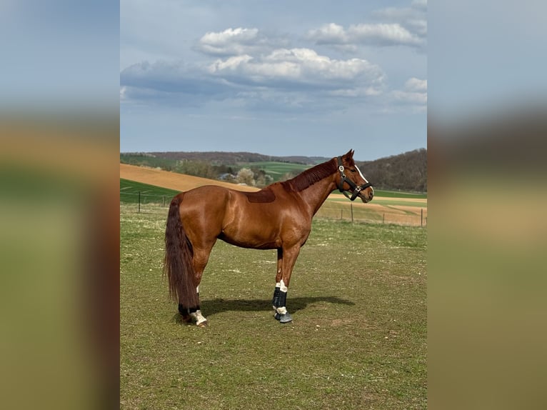 Hannover Castrone 10 Anni 170 cm Sauro in Remlingen