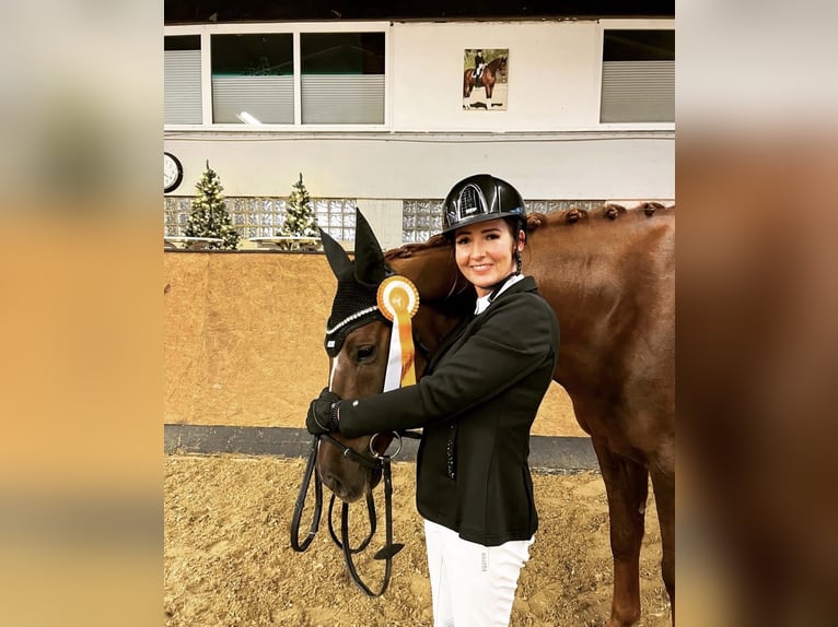 Hannover Castrone 10 Anni 170 cm Sauro in Hamminkeln