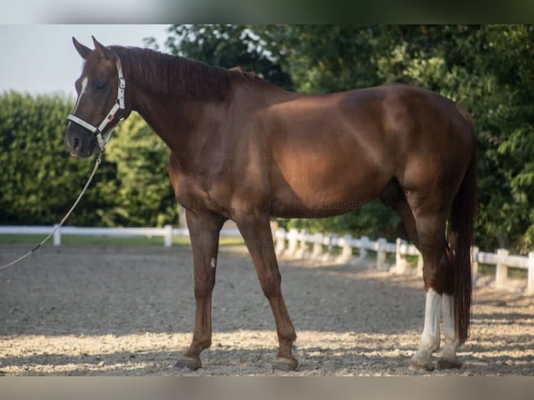 Hannover Castrone 10 Anni 170 cm Sauro in Hamminkeln