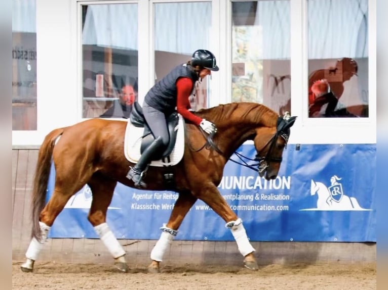 Hannover Castrone 10 Anni 170 cm Sauro in Hamminkeln