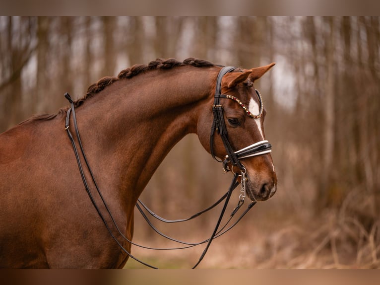 Hannover Castrone 10 Anni 170 cm Sauro scuro in Wehringen