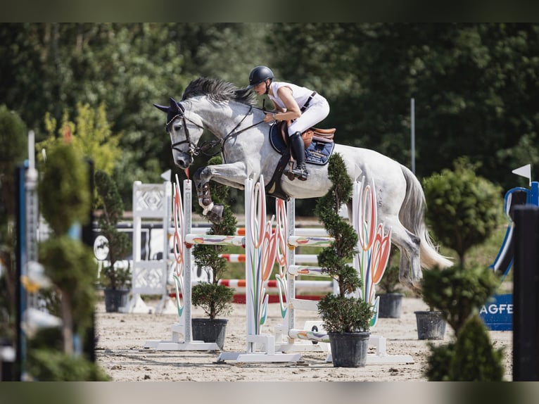 Hannover Castrone 10 Anni 171 cm Grigio in Bielefeld