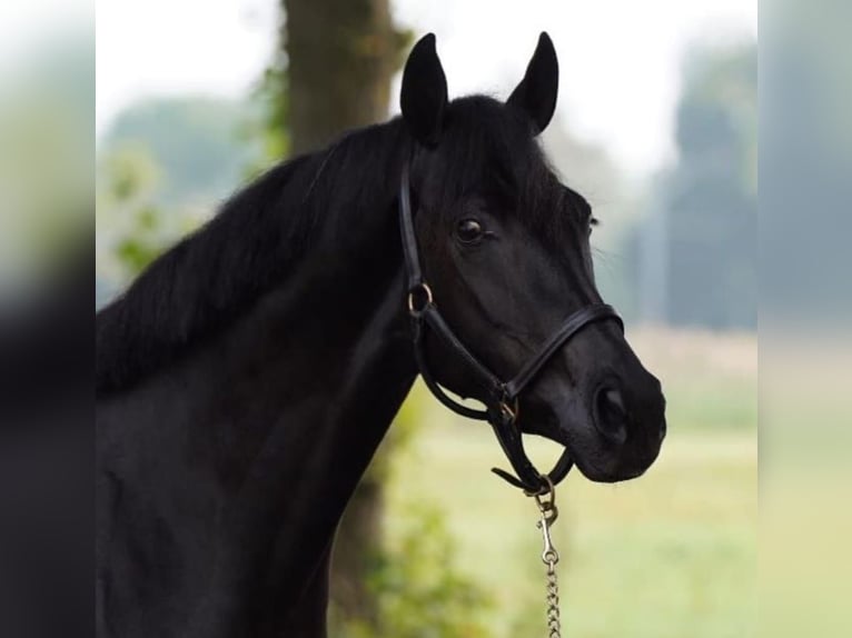 Hannover Castrone 10 Anni 171 cm Morello in Frankfurt am Main