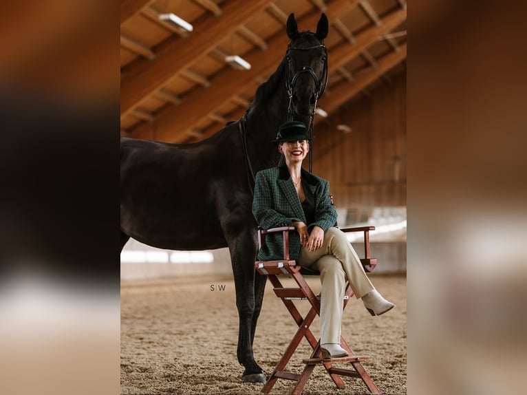Hannover Castrone 10 Anni 171 cm Morello in Frankfurt am Main