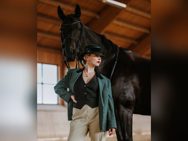 Hannover Castrone 10 Anni 171 cm Morello in Frankfurt am Main