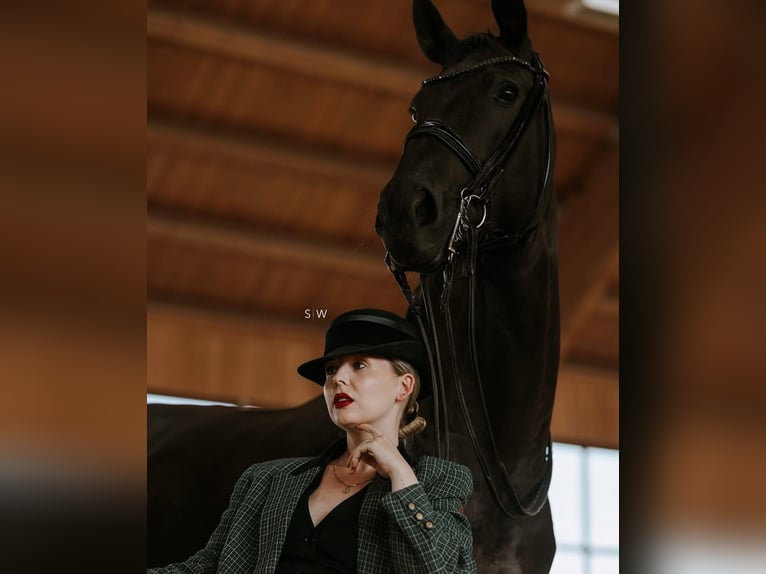 Hannover Castrone 10 Anni 171 cm Morello in Frankfurt am Main