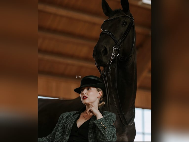 Hannover Castrone 10 Anni 171 cm Morello in Frankfurt am Main