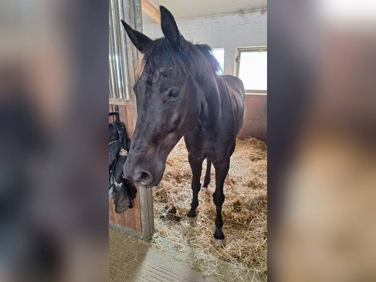 Hannover Castrone 10 Anni 171 cm Morello in Schwieberdingen