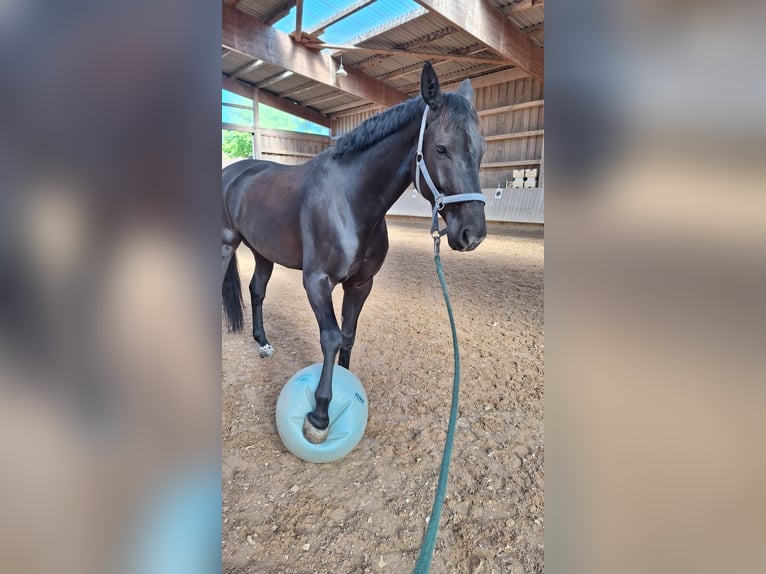 Hannover Castrone 10 Anni 171 cm Morello in Schwieberdingen