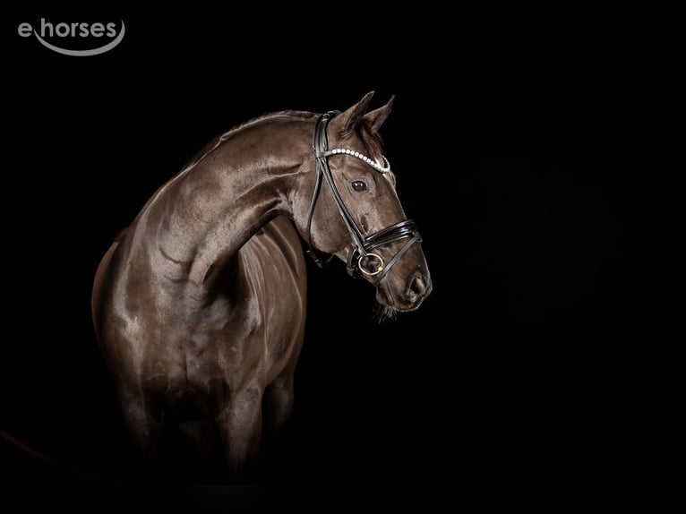 Hannover Castrone 10 Anni 171 cm Morello in Lintig