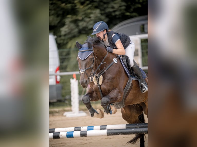 Hannover Castrone 10 Anni 172 cm Baio scuro in Geroldsgrünero