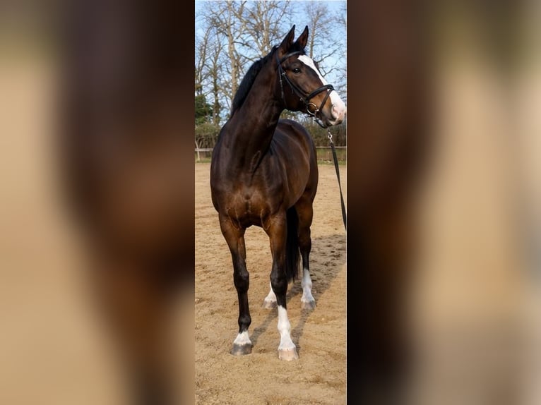 Hannover Castrone 10 Anni 172 cm Baio scuro in Meppen