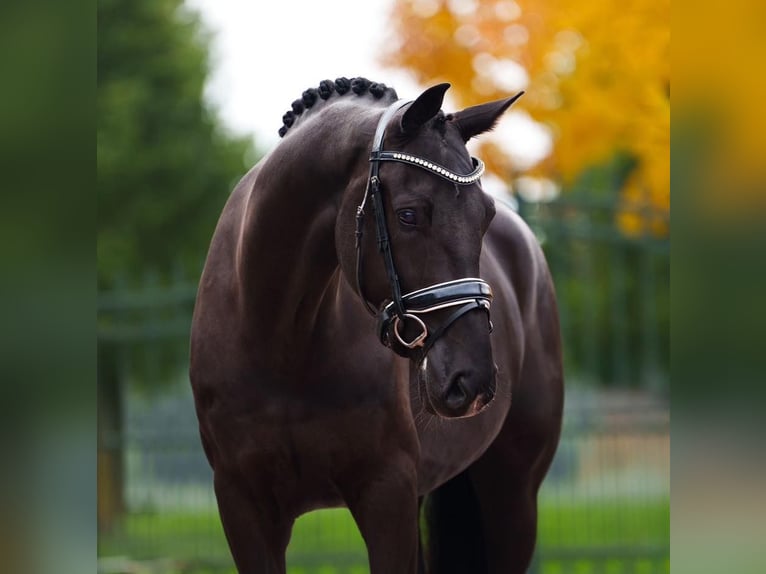 Hannover Castrone 10 Anni 172 cm in Cantu&#39; Asnago