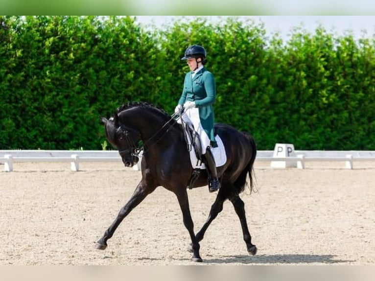Hannover Castrone 10 Anni 172 cm in Stuttgart M&#xFC;nster