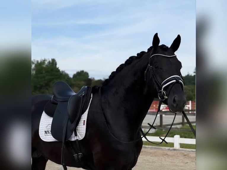 Hannover Castrone 10 Anni 172 cm in Stuttgart M&#xFC;nster