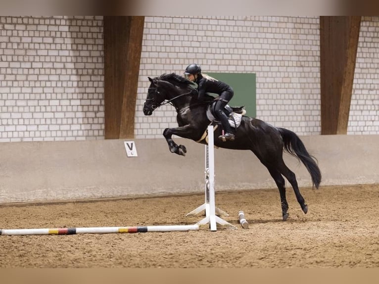 Hannover Castrone 10 Anni 172 cm in St. Gallen
