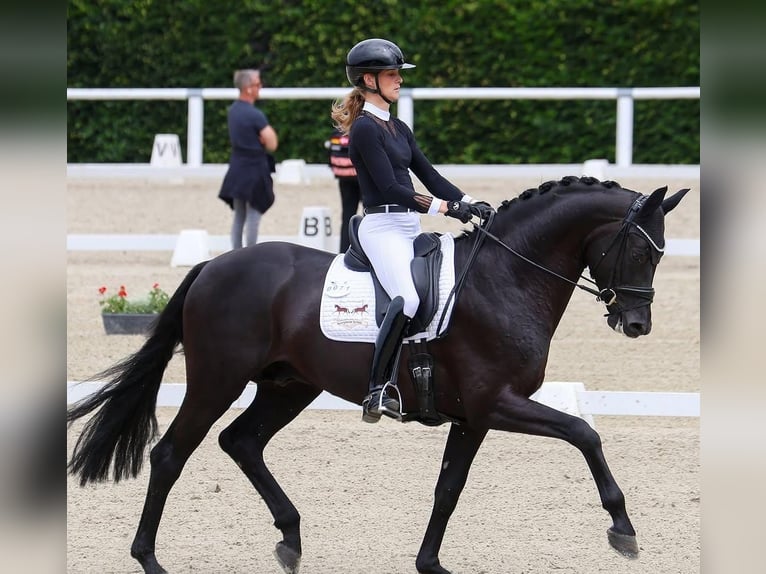 Hannover Castrone 10 Anni 172 cm in Villingen-Schwenningen